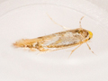 Phyllonorycter esperella